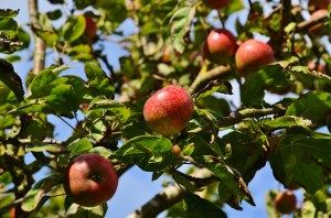 8058650110_38e0ba2138_z